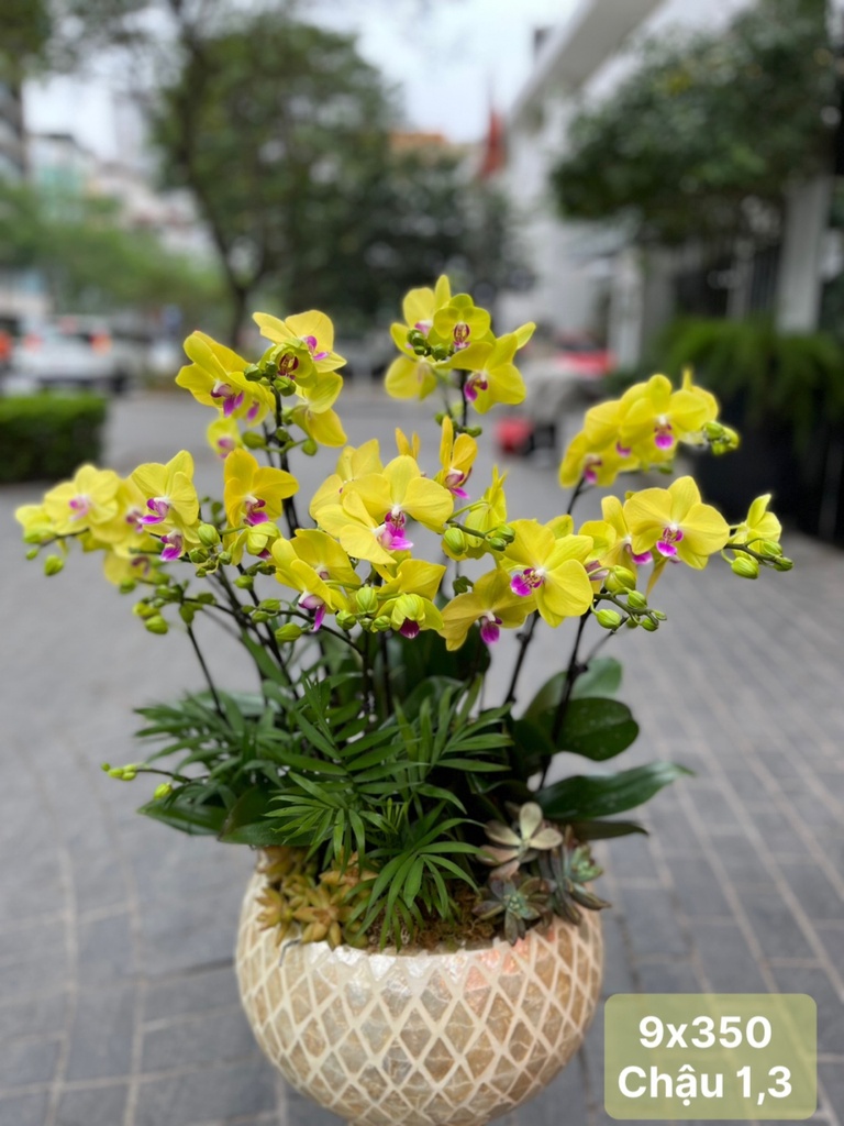 Lan hồ điệp vàng 9 gốc