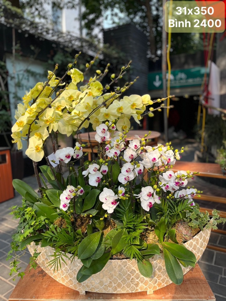 Lan hồ điệp 31 gốc