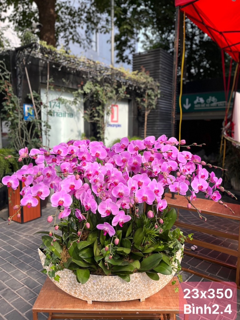 Lan hồ điệp 23 gốc tím