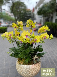 Lan hồ điệp vàng 9 gốc
