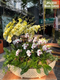 Lan hồ điệp 31 gốc