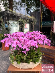 Lan hồ điệp 23 gốc tím