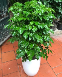 Chậu cây hạnh phúc